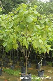 Image result for Guettarda