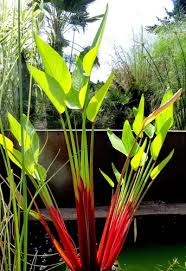 Image result for Thalia geniculata