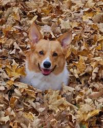 Mac In The Leaves Corgi Dog Corgi Animals
