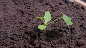 Zucchini plants break that mold. Baby Plant Of Zucchini Is Stock Footage Video 100 Royalty Free 1040709113 Shutterstock