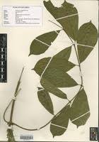 Image result for Oncinotis