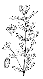 Image result for Bergia