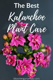 The Best Kalanchoe Plant Care Plant Care Kalanchoe Flowers House Plant Care