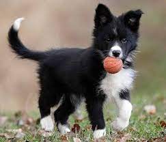 Border Collie Training Border Collie Training Border Collie Puppy Training Dog Breeds