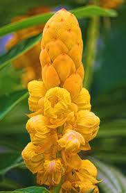 Maybe you would like to learn more about one of these? Candle Bush Tree Photograph By Hh Photography Of Florida