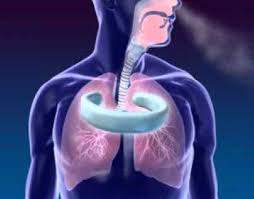 Hasil gambar untuk pernapasan