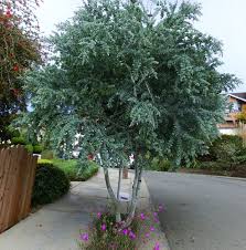 Image result for Acacia podalyriifolia