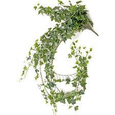Check spelling or type a new query. Extra Long Artificial Trailing Ivy Plant English Green 182cm Artificial Plants