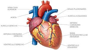 CORAZÓN