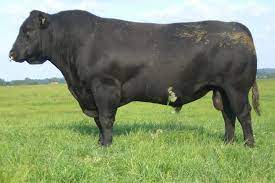Cattle Angus Group