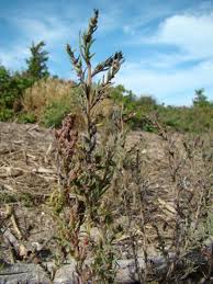 Image result for Suaeda plumosa