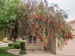 Check spelling or type a new query. Lemon Bottlebrush Desert Horizon Nursery