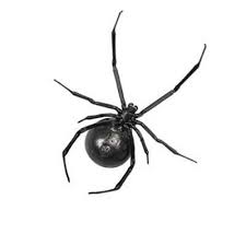 How can i get rid of spiders? False Black Widow Identification Western Exterminator Of Las Vegas