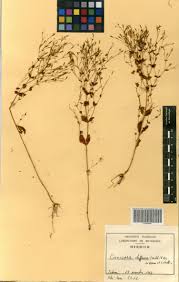 Image result for Canscora diffusa