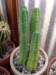 This information is valid not just for the san pedro (trichocereus pachanoi) but also for the peruvian torch (t. San Pedro Cactus Trichocereus Pachanoi Trichocereus Pachanoi Native To Ecuador Forms Columnar Stems To 15 In H San Pedro Cacti White Flowers Bluish Green