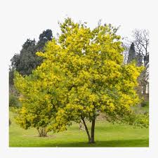 Image result for Acacia farnesiana
