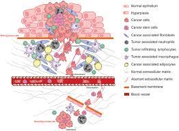 Third, basement membrane probably controls cell organization and differentiation by the mutual interaction of cell surface receptors and molecules in the extracellular matrix. Frontiers The Role Of The Extracellular Matrix And Its Molecular And Cellular Regulators In Cancer Cell Plasticity Oncology