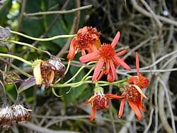 Image result for Senecio pleistocephalus