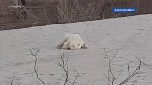 If you are looking for putin bear you've come to the right place. Lost Polar Bear Wanders Far From Home Into City In Russia Abc7 Chicago