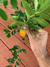 Image result for Eugenia sp. A