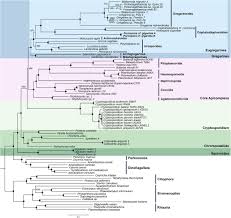 Image result for Lankesteria