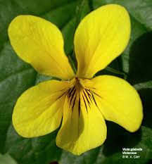 Image result for Violaceae