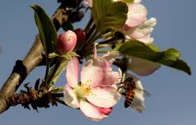 For the home gardener, the no. Apple Tree Confused By Rain And Warm Weather