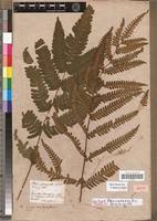 Image result for Pteris linearis
