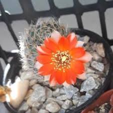 How long do cactus live? Cactus And Succulents Forum How Long Can Succulents Survive In Shipping Garden Org