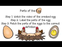 This nutritious egg protein conditioner is designed to restore. Parts Of An Egg Youtube