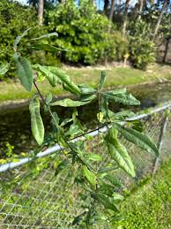 Image result for oak sapling
