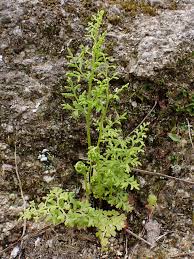 Image result for Anogramma leptophylla