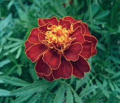 French Marigold Tagetes Patula Schmetterlingspflanzen Blumen Ringelblume