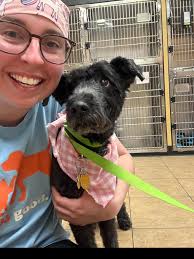 Support Local Vets and Adopt a Furry Friend from Dogs of Sewickley Poster