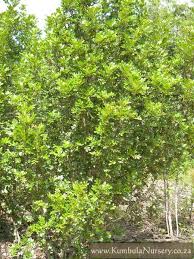 Image result for Hippobromus