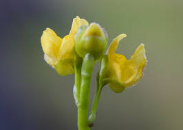 Image result for Utricularia stellaris