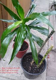 If you want to try getting fancy with propagating your corn plant, you can use an advanced technique called air layering. Dracaena Fragrans Growing From Cutting Kiyanti2008 S Weblog