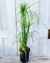 Image result for Cyperus sp. no. 1