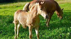 Or a palomino that also has the dun gene? Do Baby Horses Change Color As They Age Foal Colors Explored