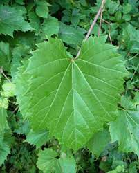We did not find results for: Wild Grape Vine Pictures Flowers Leaves Identification Vitis Riparia