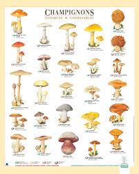 Pin Van Noureddine Bouih Op Les Champignons Paddestoelen Illustraties Vintage