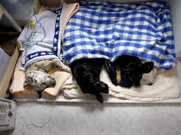 One of our bestsellers in colorado springs! Casper Animal Advocates Attempt To Reduce Cat And Dog Euthanasia Casper Trib Com