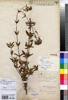 Image result for Agathisanthemum