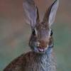 If it is ear mites then they need to be treated as soon as possible. 1
