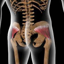 Apr 19, 2021 · the importance of your medial glutes can't be overstated, with responsibilities that include hip stabilization, balance, and power. 11 Best Gluteus Minimus Exercises To Do At Home In 2021