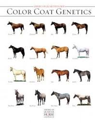 43 Bright Aqha Horse Color Chart