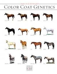 you will love aqha horse color chart quarter horse