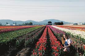 Made It Over To Abbotsford For Their Tulip Festival Literally Flew From Edmonton Just For These Beauties M In 2020 Tulip Festival Outdoor Tulips