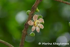 Image result for Bellucia pentamera