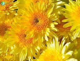 Image result for Chrysanthellum indicum